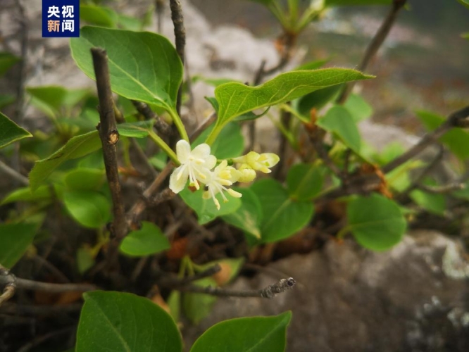 久久久久久狠狠丁香，探索丁香花的独特魅力与药用价值