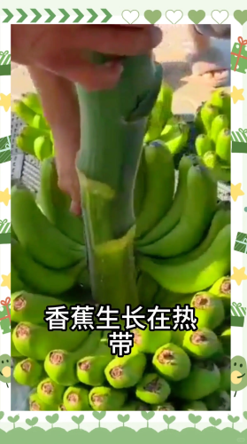 精品国产品香蕉在线观看75，品质与口感的完美结合国产蕉谈md