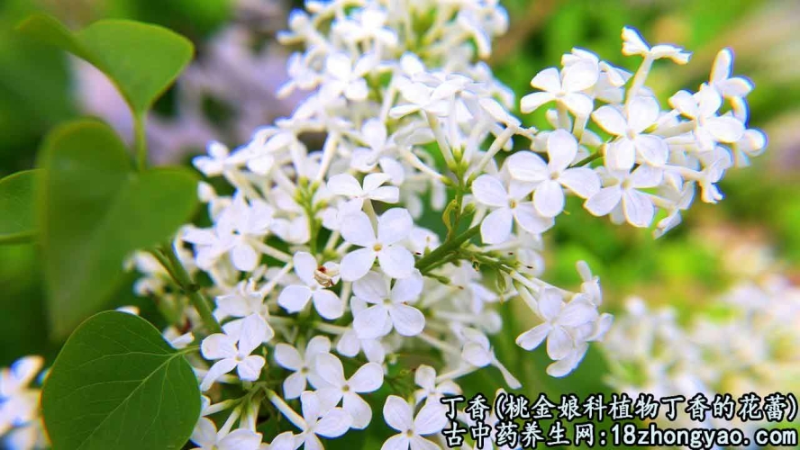 久久激情五月丁香伊人久久激情五月丁香伊人，探索丁香花背后的文化内涵与自然之美