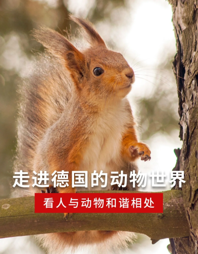 亚洲人与动人物a级毛片一亚洲人与动物和谐共处的文化传统与生态保护