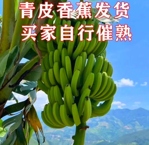 久久亚洲国产香蕉视频，新鲜美味，健康生活新选择久久亚洲国产香蕉视频网站